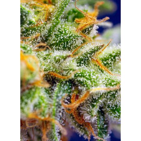 Crystal Candy XL Auto®