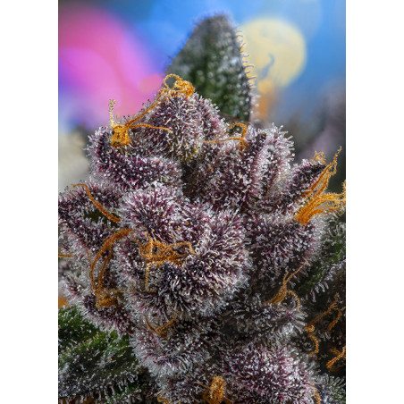 Red Strawberry Banana Auto®