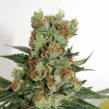 Fuel OG [Regular]