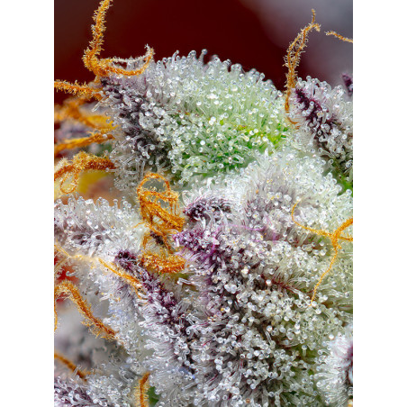 Red Gorilla Girl XL Auto®