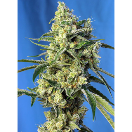 Sweet Amnesia Haze®