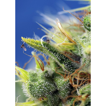 Sweet Pure Auto CBD®