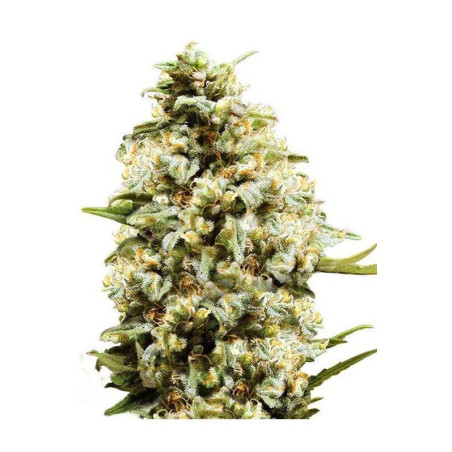 Critical Auto