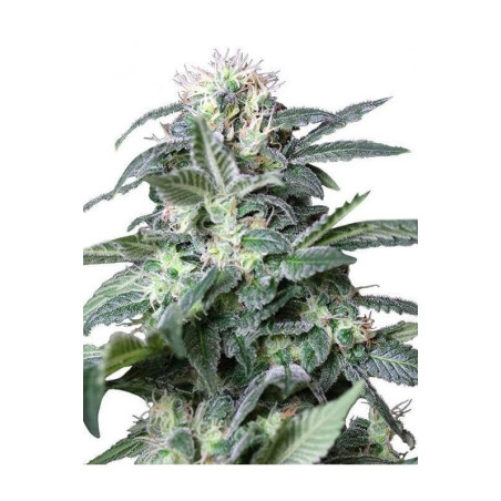 White Russian