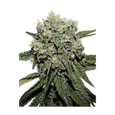 NYC Diesel