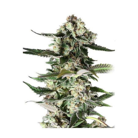 Purple Kush