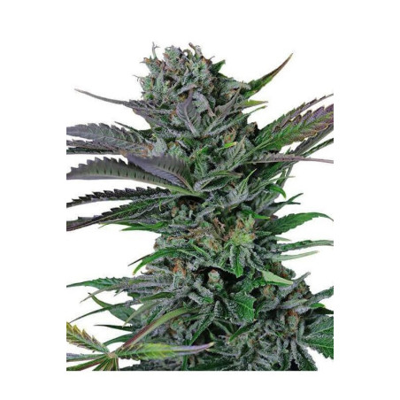 Somango