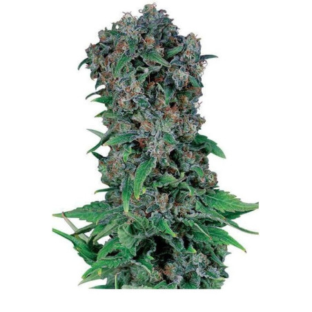 Black Domina 98