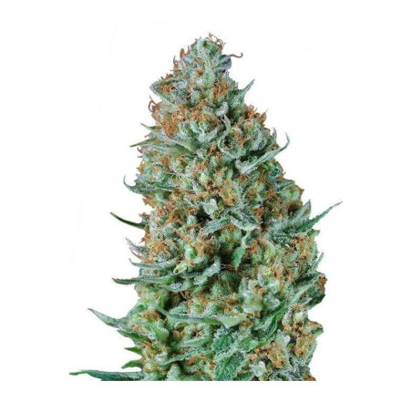 Bubble Gum