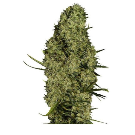 Lemon Haze