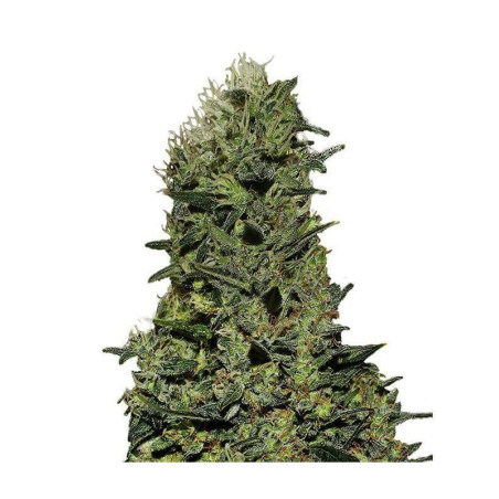 AK 47