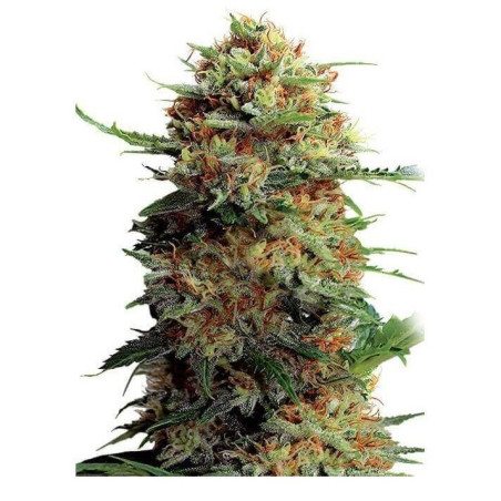 Jack Herer