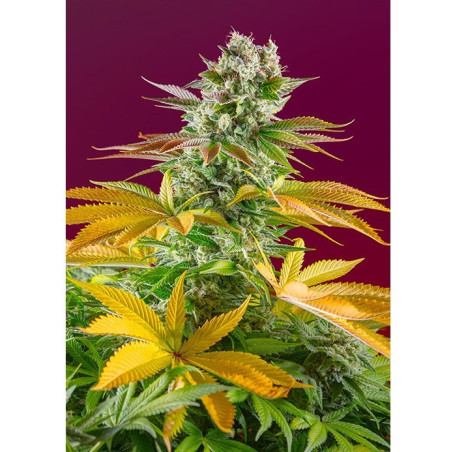 Gorilla Girl F1 Fast Version®