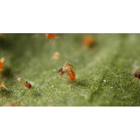 Spidex (Phytoseiulus Persimilis)