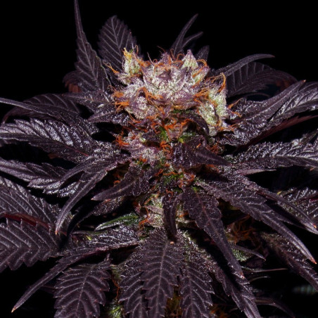 French Macaron - Gelato 33