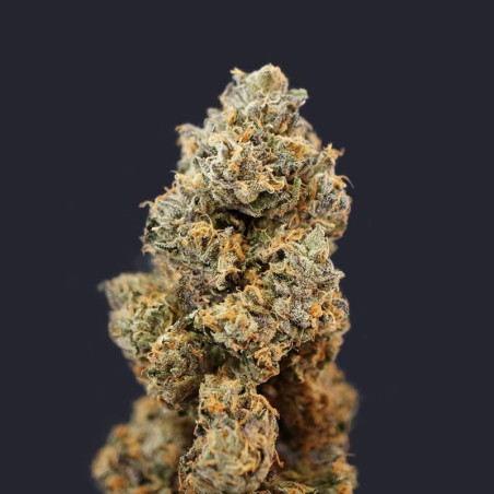 French Macaron - Gelato 33
