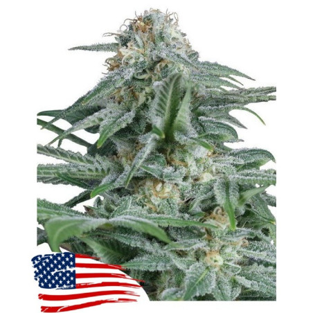 Gorilla Glue 4