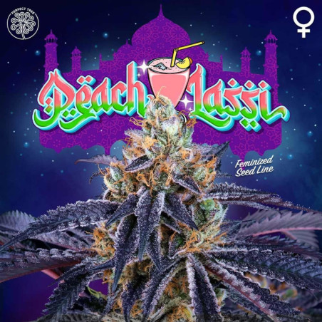 Peach Lassi Weed Seeds