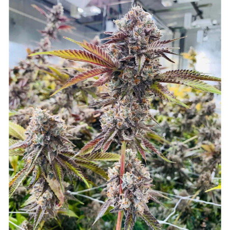 Marshmallow OG