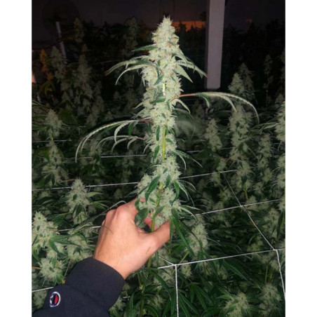 Marshmallow OG