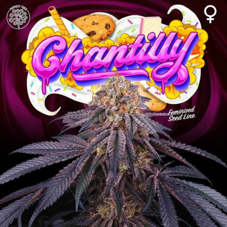 Chantilly