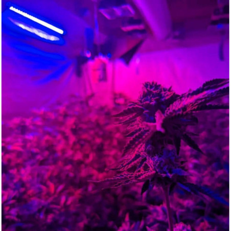 2x1 ULTRA EMMERSON RAYS - SMART GROW