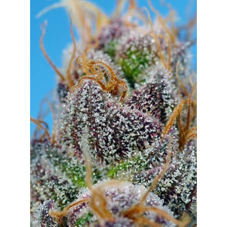 Strawberry Cola Sherbet F1 Fast Version®