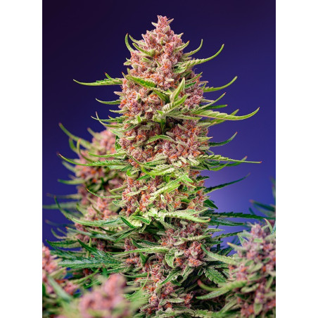 Strawberry Cola Sherbet F1 Fast Version®