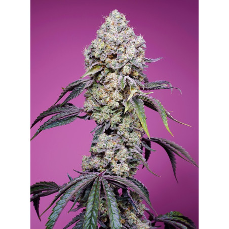 Sweet Mandarine Z F1 Fast Version®
