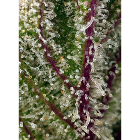 Sweet Cheese XL Auto®