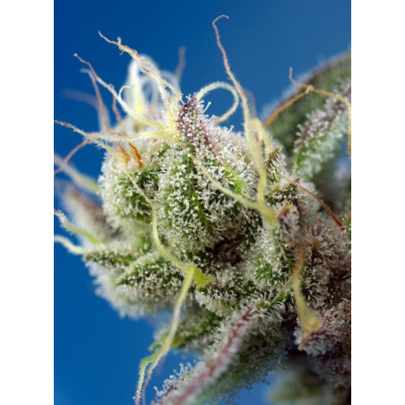 Sweet Cheese XL Auto®