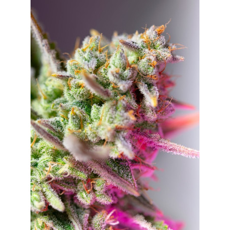 Sweet Mimosa XL Auto®