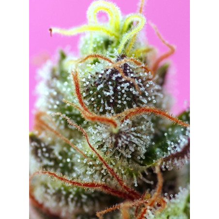 Sweet Mimosa XL Auto®