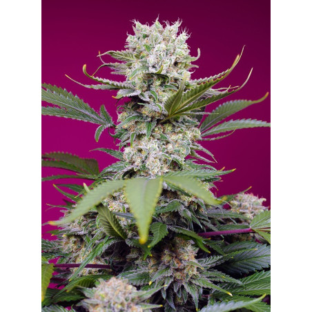 Sweet Mandarine Z XL Auto®