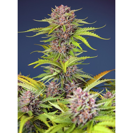 Mimosa Bruce Banner XL Auto®