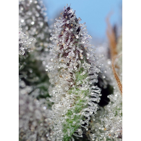 Orange Apricot Glue XL Auto®