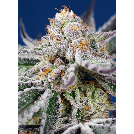 Orange Apricot Glue XL Auto®