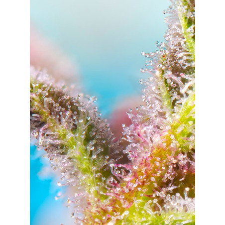 Purple Punch OG XL Auto