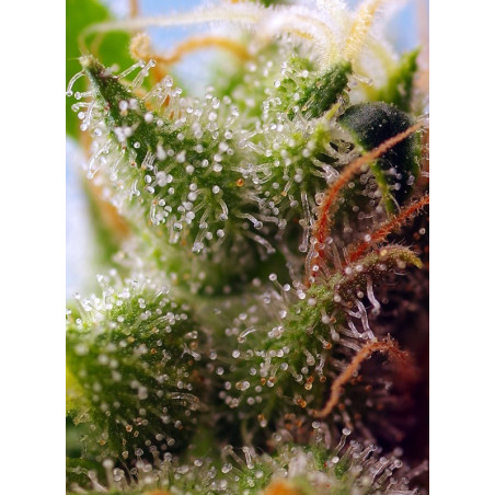 Skywalker OG Runtz XL Auto®