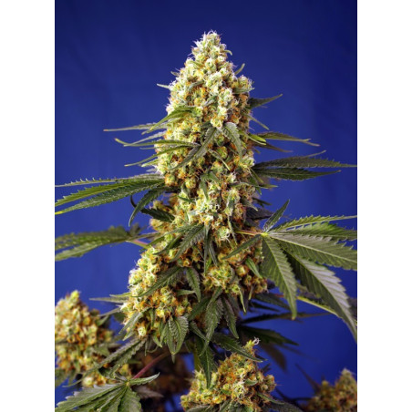Strawberry Banana Gelato XL Auto®