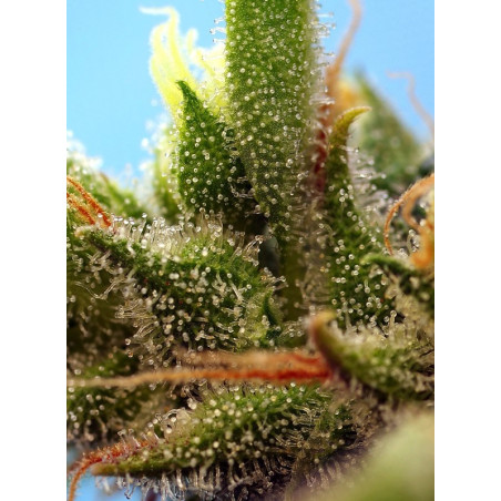 Strawberry Banana Gelato XL Auto®