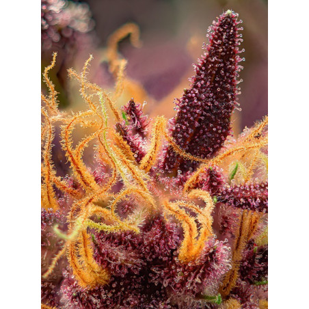 Red Mimosa XL Auto®