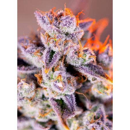 Tropicanna Poison XL Auto®