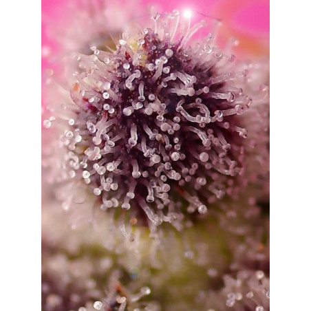 Tropicanna Poison XL Auto®