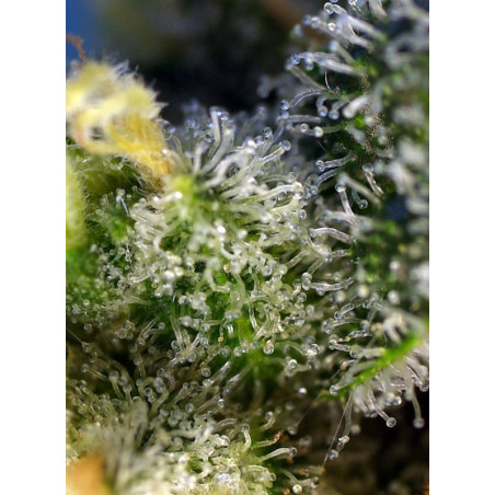 Sweet Amnesia Haze®