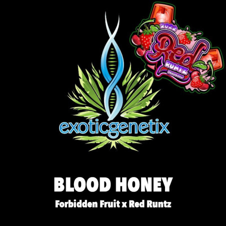 Blood Honey
