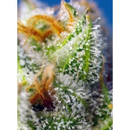 Crystal Candy F1 Fast Version®