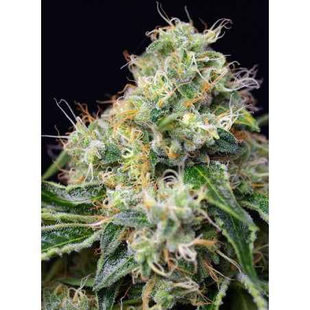 Killer Kush F1 Fast Version ®