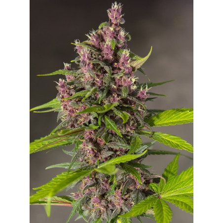Bloody Skunk Auto®