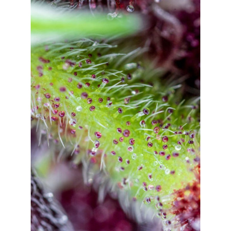 Red Pure Auto CBD®